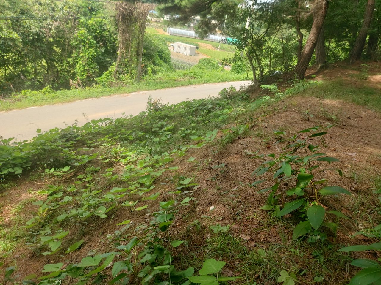 충남 당진시 벌초 대행 작업 완료 사진